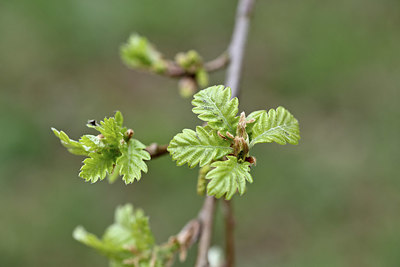 BUITEN BEELD Foto: 342667