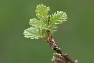 BUITEN BEELD Foto: 342668