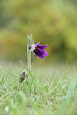 BUITEN BEELD Foto: 342670