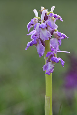 BUITEN BEELD Foto: 342677
