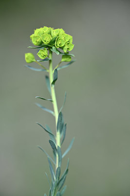 BUITEN BEELD Foto: 342685