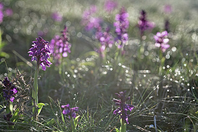 BUITEN BEELD Foto: 342692