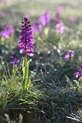 BUITEN BEELD Foto: 342693