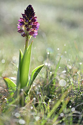 BUITEN BEELD Foto: 342696