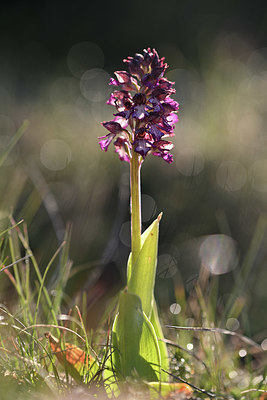 BUITEN BEELD Foto: 342697