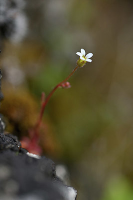 BUITEN BEELD Foto: 342701