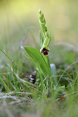 BUITEN BEELD Foto: 342705