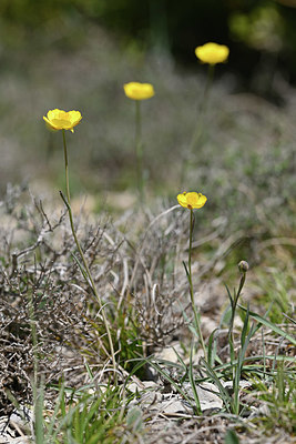 BUITEN BEELD Foto: 342710