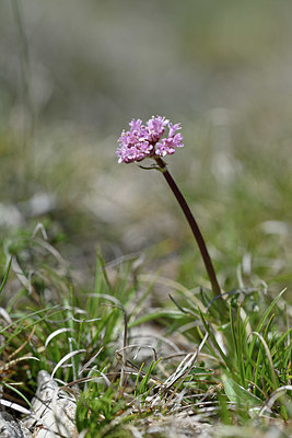 BUITEN BEELD Foto: 342711