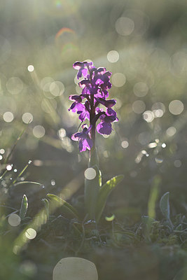 BUITEN BEELD Foto: 342783