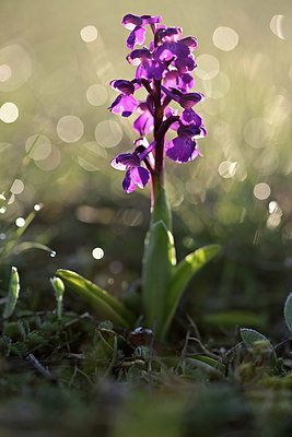 BUITEN BEELD Foto: 342784