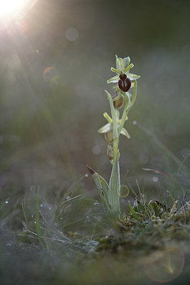 BUITEN BEELD Foto: 342790