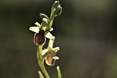 BUITEN BEELD Foto: 342792