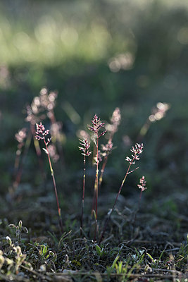 BUITEN BEELD Foto: 342800