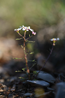 BUITEN BEELD Foto: 342807