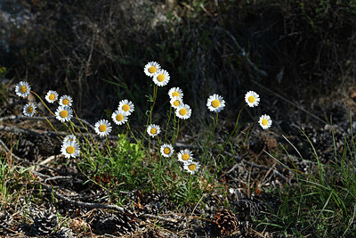 BUITEN BEELD Foto: 342814