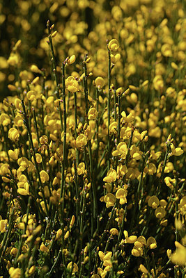 BUITEN BEELD Foto: 342869