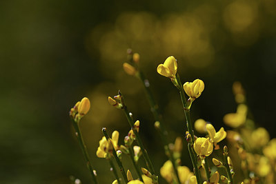 BUITEN BEELD Foto: 342870