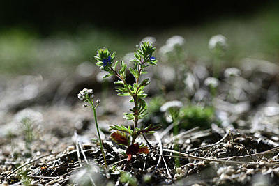 BUITEN BEELD Foto: 342872