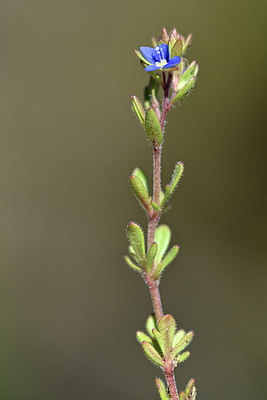 BUITEN BEELD Foto: 342874