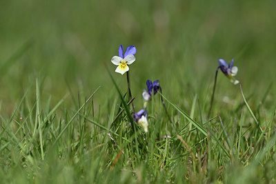 BUITEN BEELD Foto: 342875