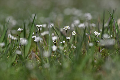 BUITEN BEELD Foto: 342876