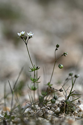 BUITEN BEELD Foto: 342880