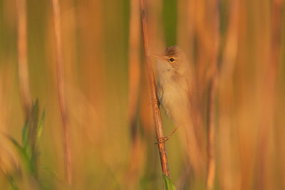 BUITEN BEELD Foto: 342929