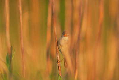 BUITEN BEELD Foto: 342930