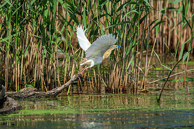 BUITEN BEELD Foto: 342969
