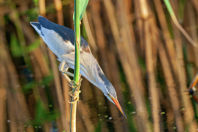 BUITEN BEELD Foto: 343012
