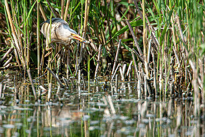 BUITEN BEELD Foto: 343014