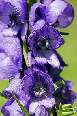 BUITEN BEELD Foto: 343018