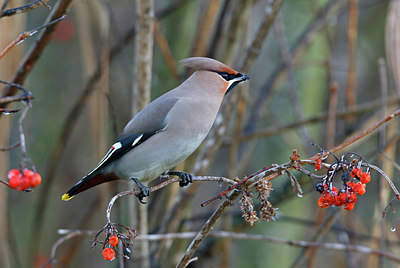 BUITEN BEELD Foto: 343022