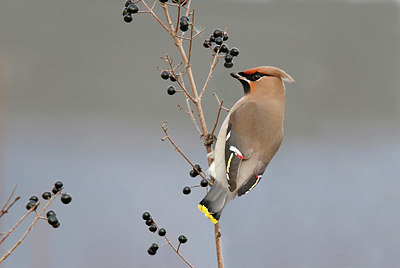 BUITEN BEELD Foto: 343027