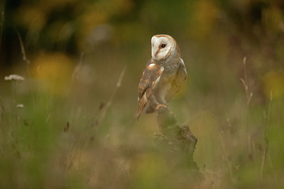 BUITEN BEELD Foto: 343124