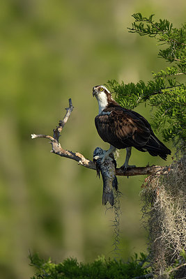 BUITEN BEELD Foto: 343135
