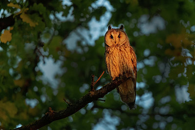 BUITEN BEELD Foto: 343158