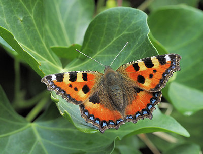 BUITEN BEELD Foto: 343213
