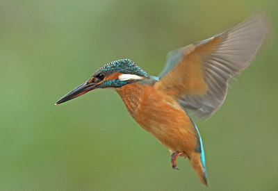 BUITEN BEELD Foto: 343281