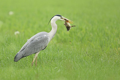 BUITEN BEELD Foto: 343290