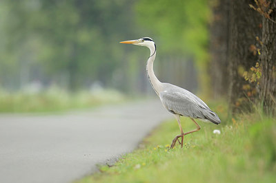 BUITEN BEELD Foto: 343292