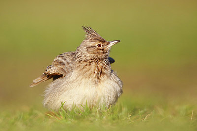 BUITEN BEELD Foto: 343323