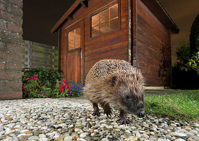 BUITEN BEELD Foto: 343362