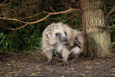 BUITEN BEELD Foto: 343404