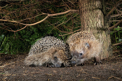 BUITEN BEELD Foto: 343406