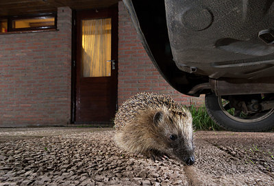 BUITEN BEELD Foto: 343429