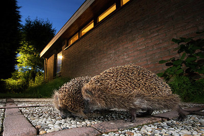 BUITEN BEELD Foto: 343436