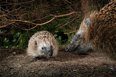 BUITEN BEELD Foto: 343444