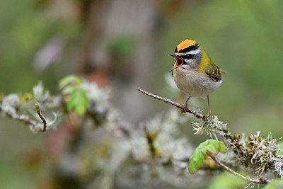 BUITEN BEELD Foto: 343474